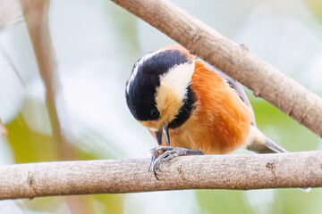 可愛いヤマガラ（シジュウカラ科）
木の実をくわえている。
英名学名：Varied Tit (Sittiparus varius)
神奈川県横浜市三ツ池公園-2025
