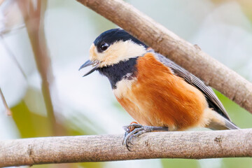 可愛いヤマガラ（シジュウカラ科）
木の実をくわえている。
英名学名：Varied Tit (Sittiparus varius)
神奈川県横浜市三ツ池公園-2025
