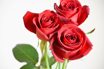 Obraz premium 赤いばら