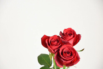 赤い薔薇