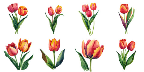 Multiple vector illustrations tulip, watercolor style
