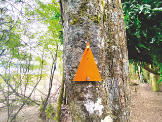 Forest at Rarakau Car Park near Lake Hauroko, New Zealand 2024 Feb.26