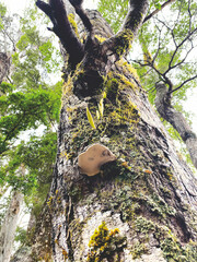 Forest at Rarakau Car Park near Lake Hauroko, New Zealand 2024 Feb.26