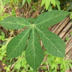 figs on tree