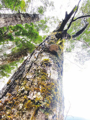 Forest at Rarakau Car Park near Lake Hauroko, New Zealand 2024 Feb.26