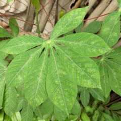 green leaves background
