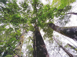 Forest at Rarakau Car Park near Lake Hauroko, New Zealand 2024 Feb.26