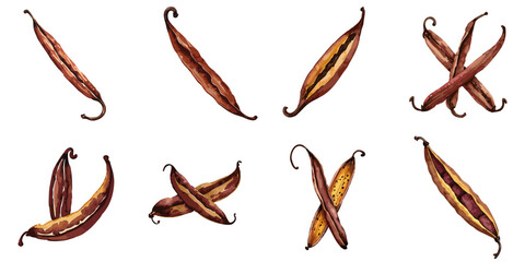 Multiple vector illustrations vanilla beans, watercolor style