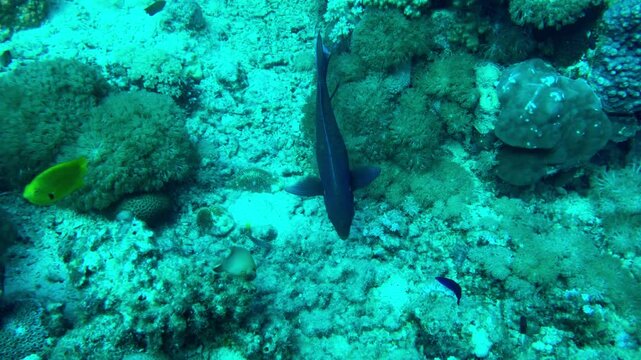 coral reef with parrot fish
