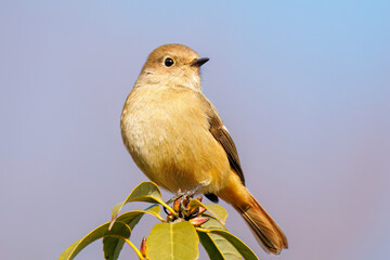 羽虫を捕らえるために飛び立つ（フライキャッチ）可愛いジョウビタキ（ヒタキ科）
英名学名：Daurian Redstart (Phoenicurus auroreus) 
神奈川県横浜市三ツ池公園-2025
