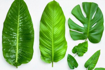 Obraz premium green leaf isolated on white background