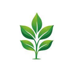 Fototapeta premium green plant isolated on white background