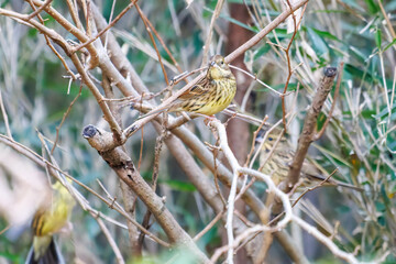 餌を探す可愛いアオジ（ホオジロ科）
英名学名：Grey tailed Tattler (Emberiza spodocephala)
神奈川県横浜市三ツ池公園-2025

