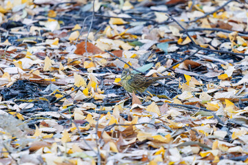餌を探す可愛いアオジ（ホオジロ科）
泉で水浴びをしている。
英名学名：Grey tailed Tattler (Emberiza spodocephala)
神奈川県横浜市三ツ池公園-2025
