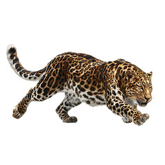 Naklejka premium Elegant Leopard Isolated Ready To Pounce Wildlife Predator Animal Feline Jungle Cat