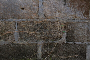 Nature's Embrace: Aged Brickwork with Overgrown Roots
