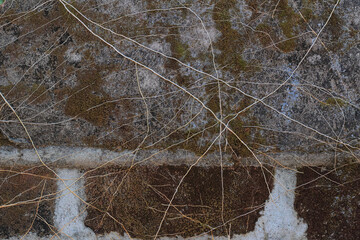 Nature's Embrace: Aged Brickwork with Overgrown Roots