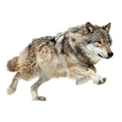 Fototapeta premium Running Wolf with Transparent Background Isolated Animal Illustration for Various Creative Projects