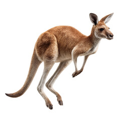 A Vibrant Kangaroo Leaping with Power and Agility Isolated PNG on Transparent Background