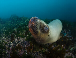 Lobo marino bajo el agua acostado en fondo marino.