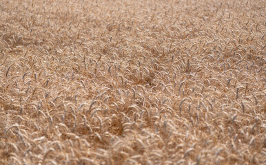 Crop field. Seed ripe nature background. Golden crop and ear of wheat. Farmland with field of rye in summer. Agriculture wheat field. Field on an agriculture farm. Farming. Crop yield