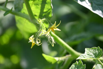 Tomato flower. Yellow tomato flowers in an organic garden. Tomato plant in flowering stage. Vegetable flower.