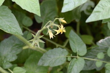 Fototapeta premium Tomato flower. Yellow tomato flowers in an organic garden. Tomato plant in flowering stage. Vegetable flower.