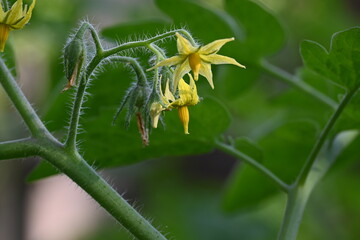 Tomato flower. Yellow tomato flowers in an organic garden. Tomato plant in flowering stage. Vegetable flower.