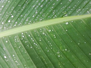 Close up view of banana leaf texture and structure with water drops 