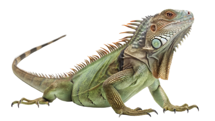 green iguana isolated on transparent background