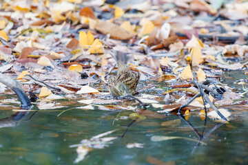 餌を探す可愛いアオジ（ホオジロ科）
泉で水浴びをしている。
英名学名：Grey tailed Tattler (Emberiza spodocephala)
神奈川県横浜市三ツ池公園-2025
