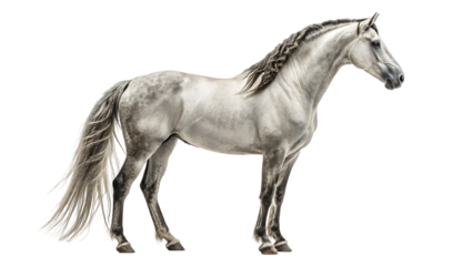 black horse isolated on transparent background