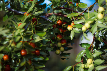 Manor bush jujube. Home medicinal plants. Harvesting ripe unabi berries. Chinese date. Brown and green fruit berries. Chinese folk medicine.