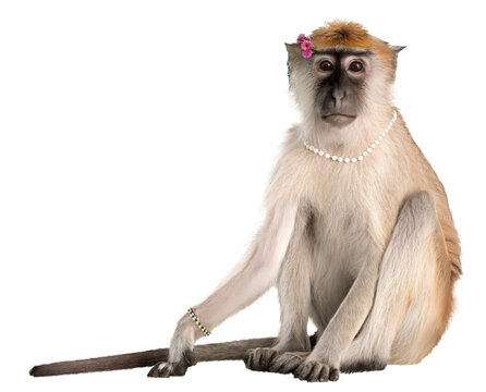 monkey portrait wearing jewelry on transparent background. - Powered by Adobe