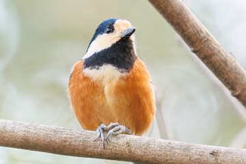 木の実をくわえている。
可愛いヤマガラ（シジュウカラ科）
英名学名：Varied Tit (Sittiparus varius)
神奈川県横浜市三ツ池公園-2025

