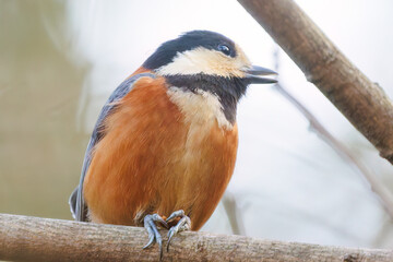 木の実をくわえている。
可愛いヤマガラ（シジュウカラ科）
英名学名：Varied Tit (Sittiparus varius)
神奈川県横浜市三ツ池公園-2025

