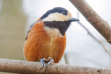 木の実をくわえている。
可愛いヤマガラ（シジュウカラ科）
英名学名：Varied Tit (Sittiparus varius)
神奈川県横浜市三ツ池公園-2025
