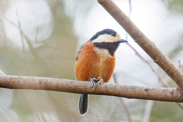 木の実をくわえている。
可愛いヤマガラ（シジュウカラ科）
英名学名：Varied Tit (Sittiparus varius)
神奈川県横浜市三ツ池公園-2025
