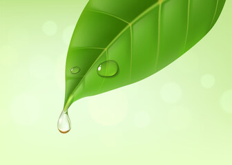 Green leaf with essential oil drop or water splash of mint tea or herbal tree, realistic vector. Green leaf with oil drop or dew drip falling, nature herb plant of eucalyptus essential oil background