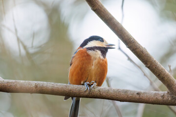 木の実をくわえている。
可愛いヤマガラ（シジュウカラ科）
英名学名：Varied Tit (Sittiparus varius)
神奈川県横浜市三ツ池公園-2025
