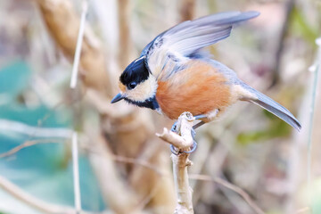 木の実をくわえている。
可愛いヤマガラ（シジュウカラ科）
英名学名：Varied Tit (Sittiparus varius)
神奈川県横浜市三ツ池公園-2025

