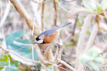 木の実をくわえている。
可愛いヤマガラ（シジュウカラ科）
英名学名：Varied Tit (Sittiparus varius)
神奈川県横浜市三ツ池公園-2025
