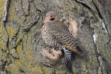 Fototapeta premium Red bellied woodpecker