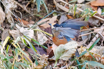 羽ばたき飛び立つ
可愛いヤマガラ（シジュウカラ科）
英名学名：Varied Tit (Sittiparus varius)
神奈川県横浜市三ツ池公園-2025
