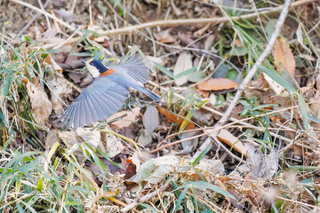 羽ばたき飛び立つ
可愛いヤマガラ（シジュウカラ科）
英名学名：Varied Tit (Sittiparus varius)
神奈川県横浜市三ツ池公園-2025
