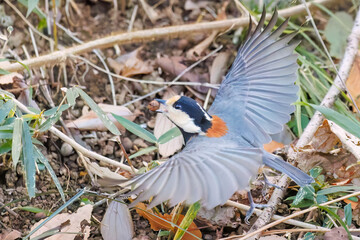 羽ばたき飛び立つ
可愛いヤマガラ（シジュウカラ科）
英名学名：Varied Tit (Sittiparus varius)
神奈川県横浜市三ツ池公園-2025
