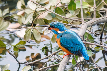 餌を捕らえるために池に飛び込む可愛いカワセミ（カワセミ科）
英名学名：Kingfisher (Alcedo atthis) 
神奈川県横浜市三ツ池公園-2025
