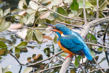 餌を捕らえるために池に飛び込む可愛いカワセミ（カワセミ科）
英名学名：Kingfisher (Alcedo atthis) 
神奈川県横浜市三ツ池公園-2025
