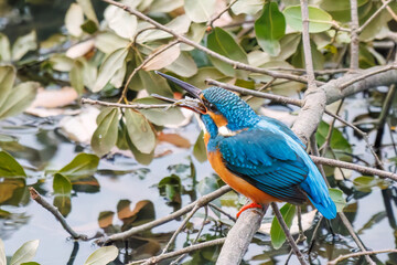餌を捕らえるために池に飛び込む可愛いカワセミ（カワセミ科）
英名学名：Kingfisher (Alcedo atthis) 
神奈川県横浜市三ツ池公園-2025

