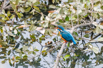 餌を捕らえるために池に飛び込む可愛いカワセミ（カワセミ科）
英名学名：Kingfisher (Alcedo atthis) 
神奈川県横浜市三ツ池公園-2025

